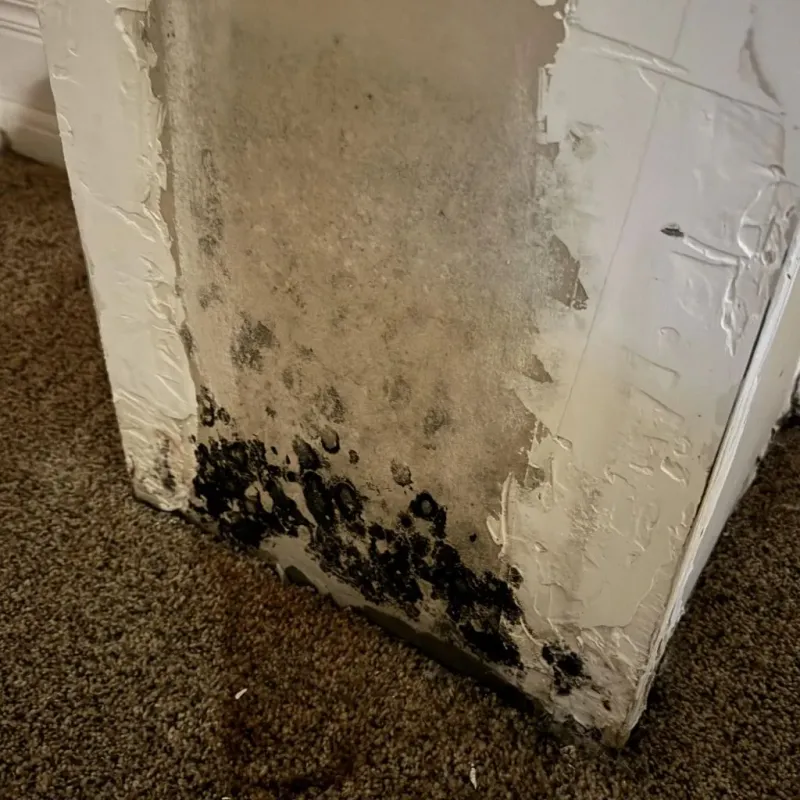 Professional Mold Removal in Mississippi County, MO